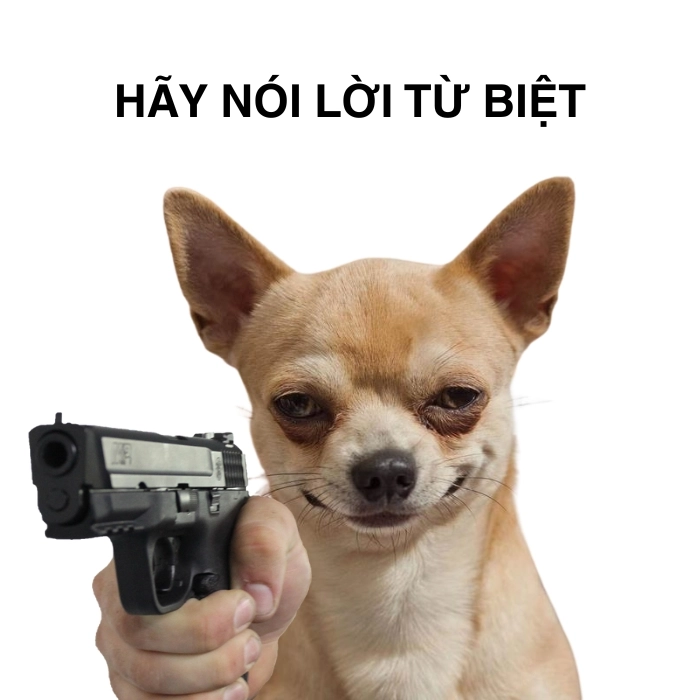 Ảnh meme Chihuahua đang hot