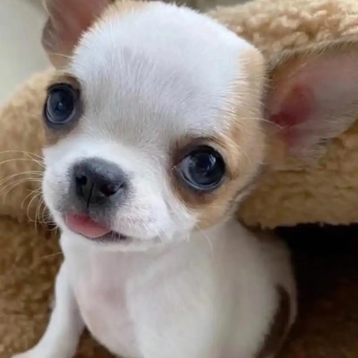 Ảnh meme Chihuahua siêu lầy