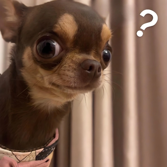 Ảnh meme chó Chihuahua trending