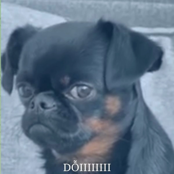Ảnh meme con chó bị drama