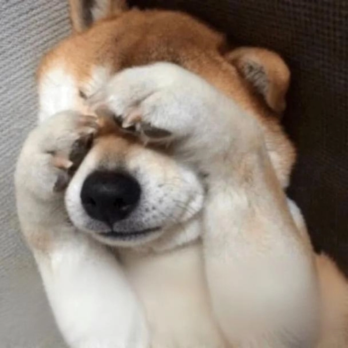 Ảnh meme con chó đáng yêu