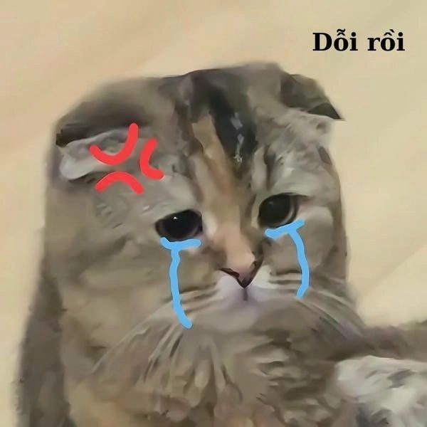 Ảnh meme con mèo khóc nhẹ nhàng