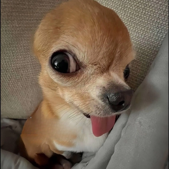 Ảnh meme cute hợp tâm trạng