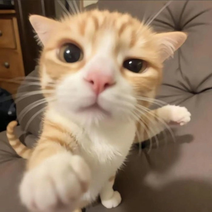 Ảnh meme cute kiểu Hàn Quốc