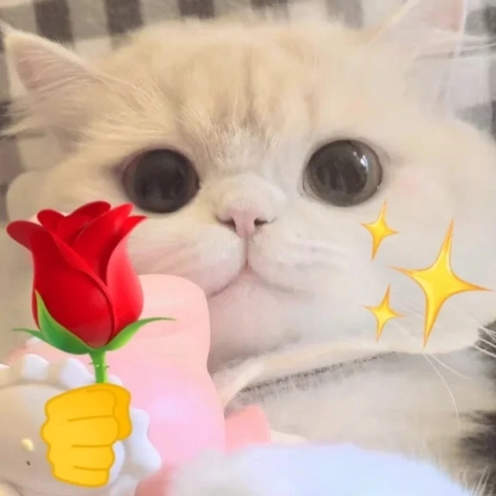 Ảnh meme cute nhẹ nhàng xinh xắn