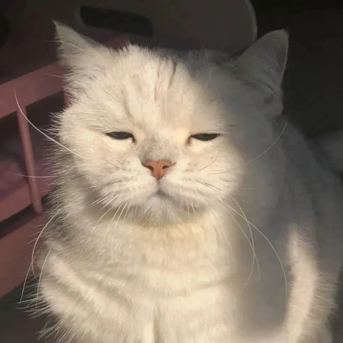 Ảnh meme ko chữ
