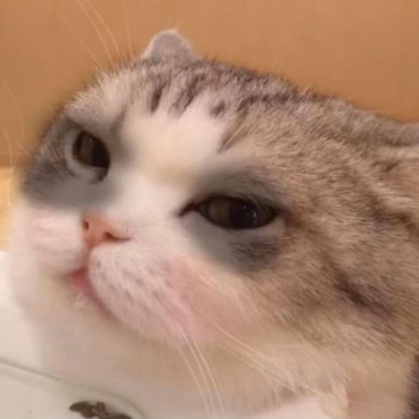 Ảnh meme mèo buồn cười