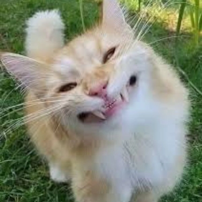 Ảnh meme mèo đểu
