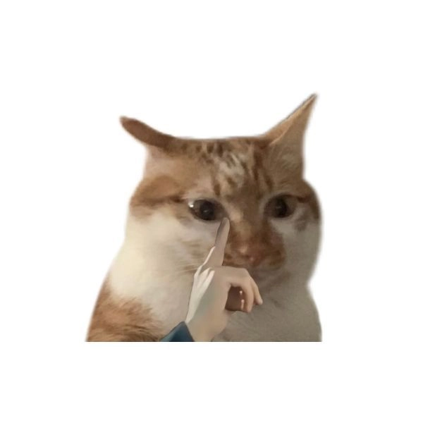 Ảnh meme mèo hài TikTok