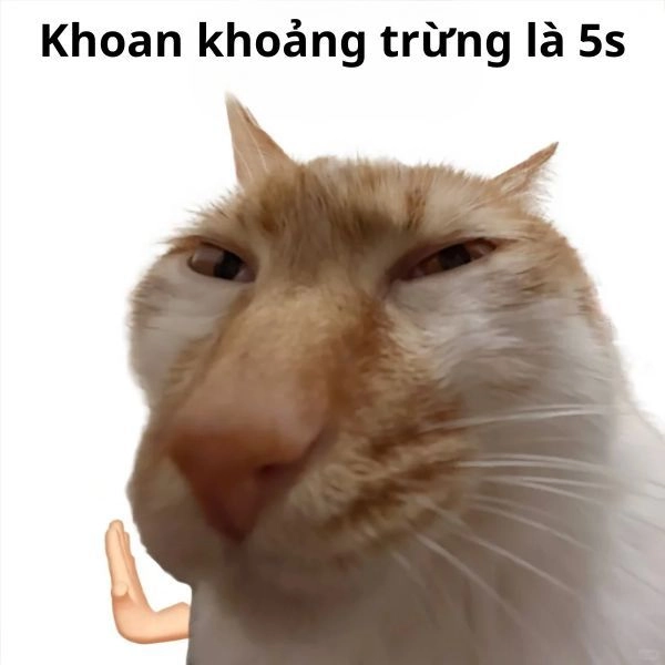 Ảnh meme mèo hài hước cute