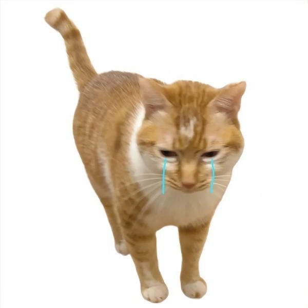 Ảnh meme mèo hài remix mới