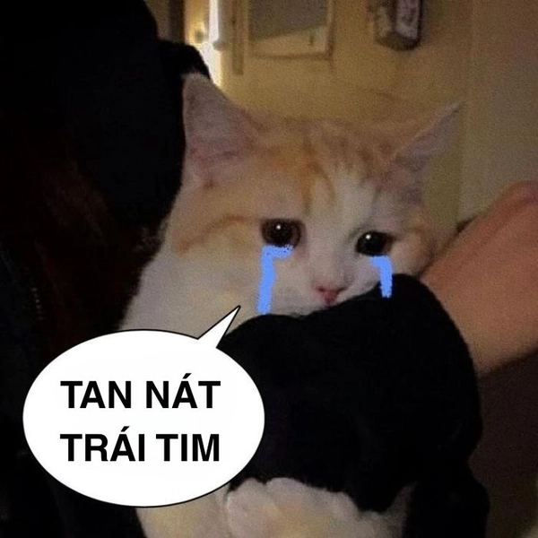 Ảnh meme mèo khóc lăn