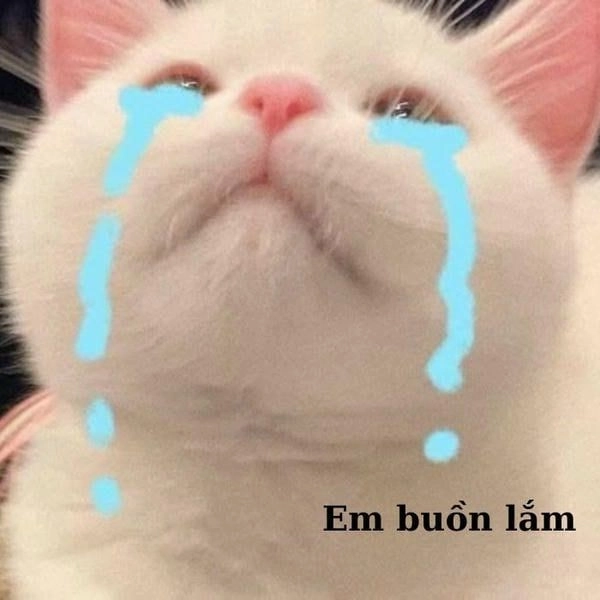 Ảnh meme mèo khóc ngộ nghĩnh