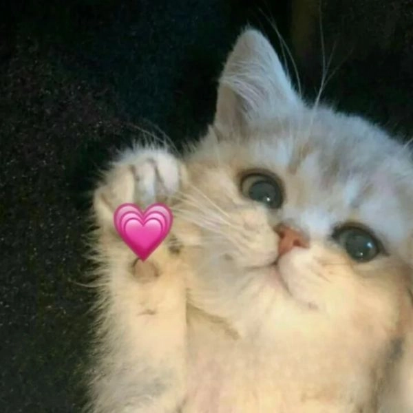 Ảnh mèo cute meme hài