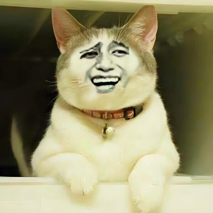Ảnh mèo meme buồn cười