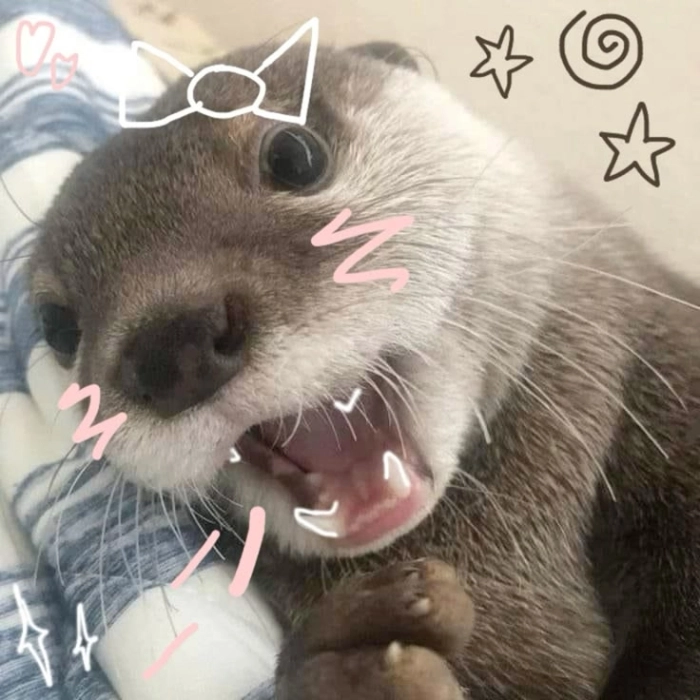 Hình ảnh meme cute thư giãn