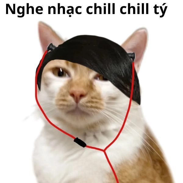 Hình ảnh meme mèo hài nhẹ nhàng