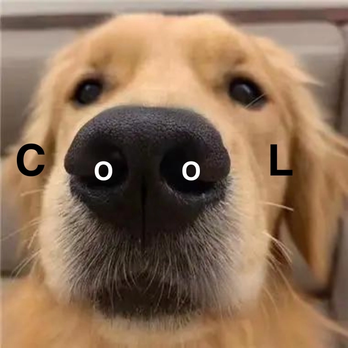 Hình meme con chó gắt