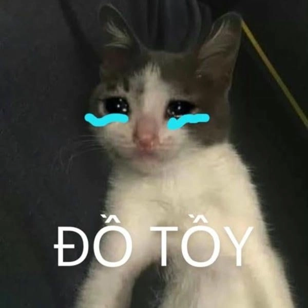 Hình meme mèo khóc hài