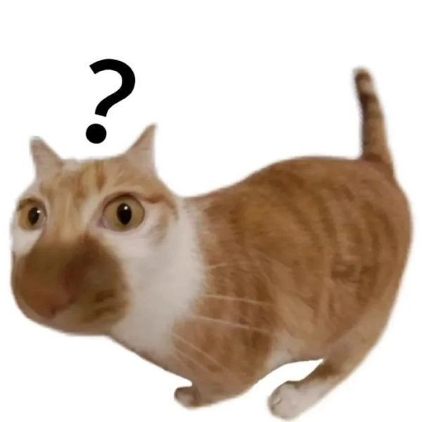 Hình mèo meme hài dành cho bạn