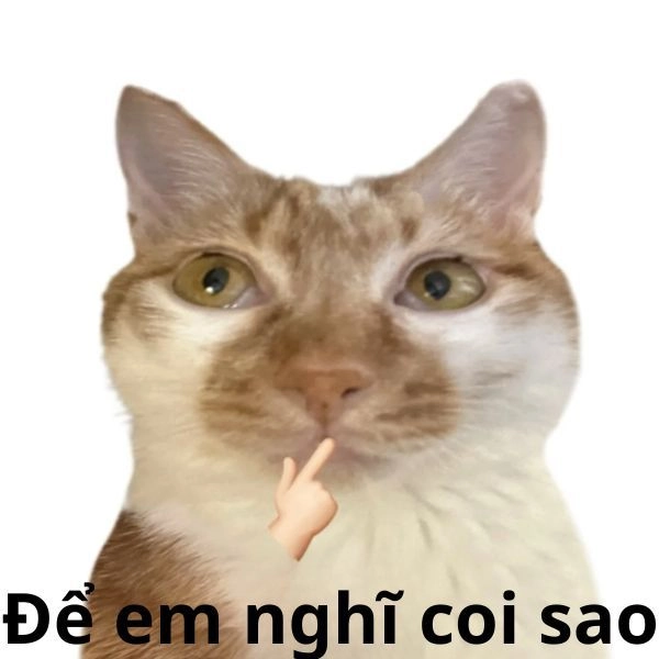 Hình mèo meme hài tung hoành