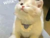 Tuyển tập 328+ ảnh meme mèo cute dễ thương siêu đáng yêu