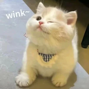 Hình mèo ngáo meme cute