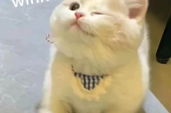 Tuyển tập 328+ ảnh meme mèo cute dễ thương siêu đáng yêu