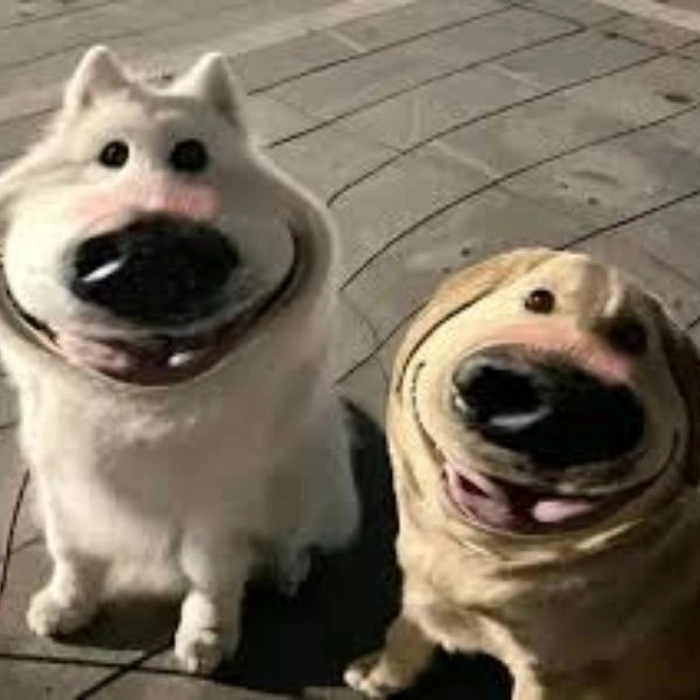 Meme 2 con chó đối lập cảm xúc