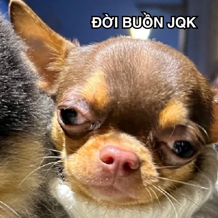 Meme Chihuahua ánh mắt cà khịa