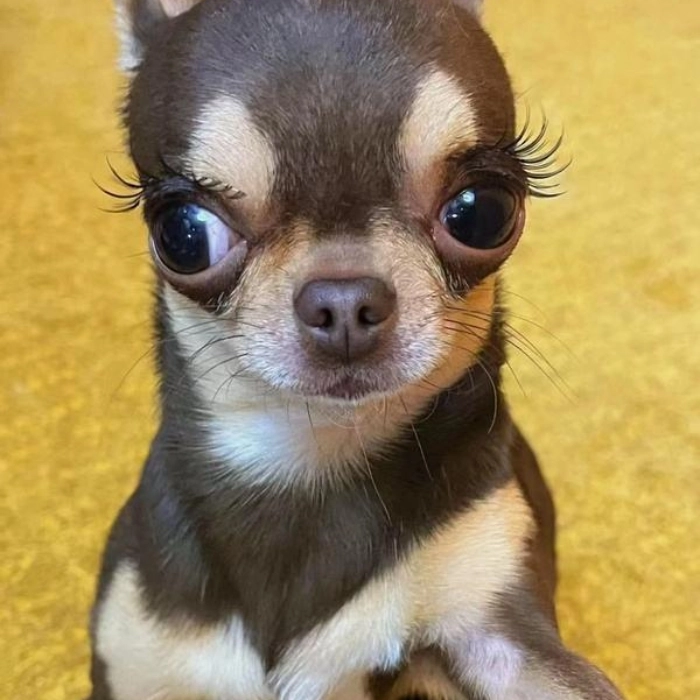 Meme Chihuahua chill phết