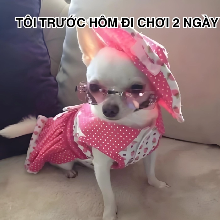 Meme Chihuahua cực kỳ mặn