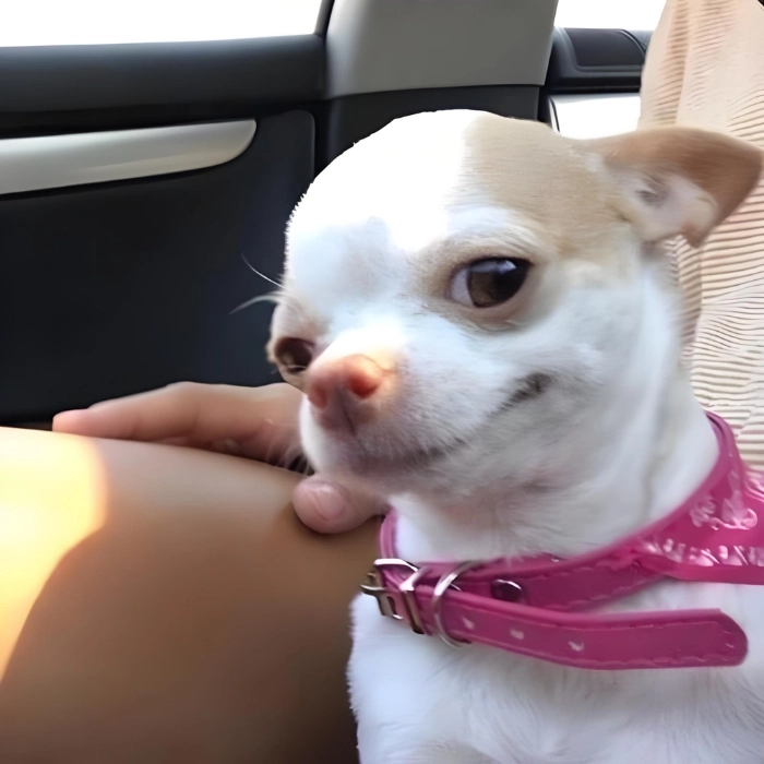 Meme Chihuahua gây lú nhẹ