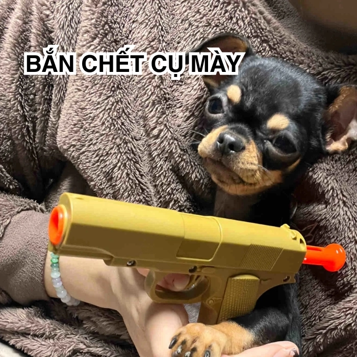 Meme Chihuahua nhìn đời vô định
