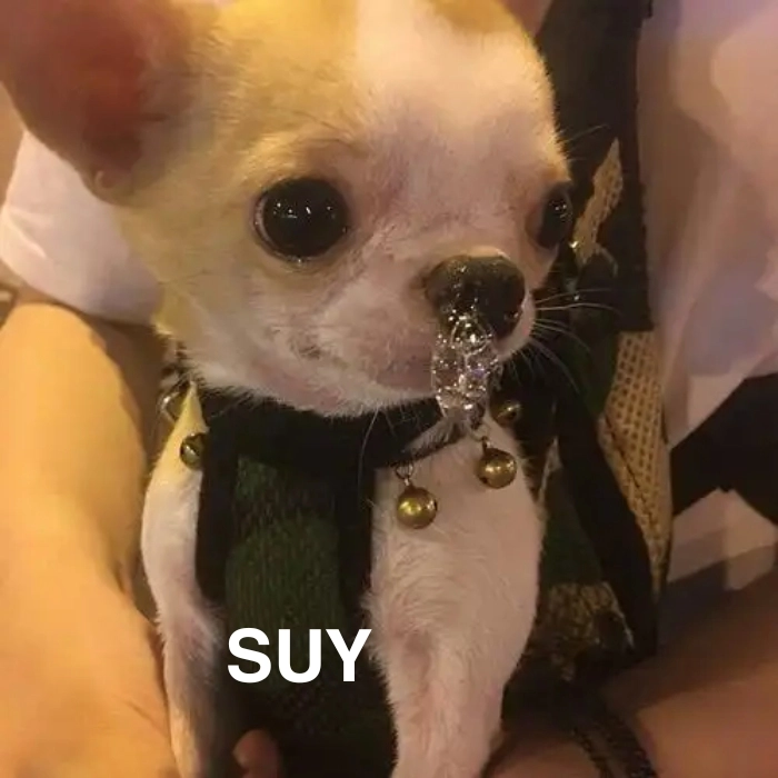 Meme Chihuahua siêu biểu cảm