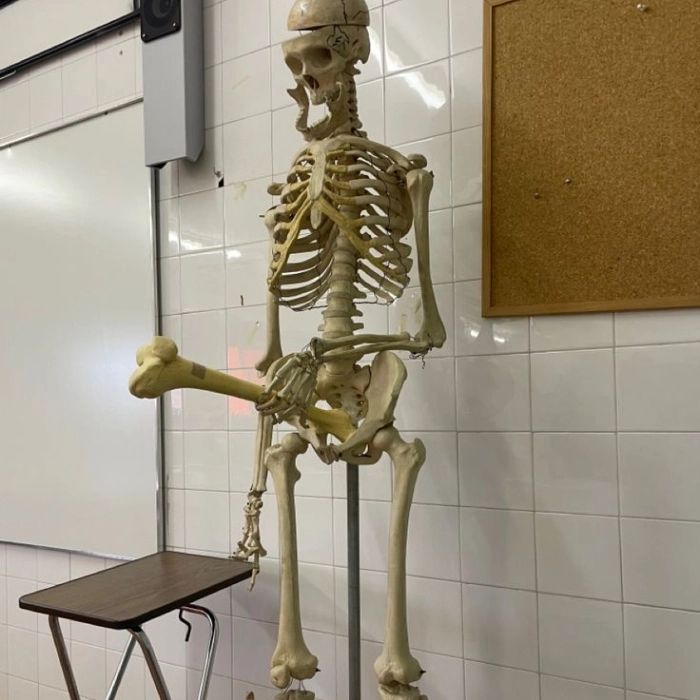 Meme Skeleton lặng lẽ chịu đựng
