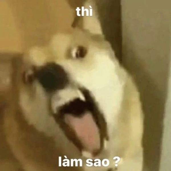 Meme bựa gây lú
