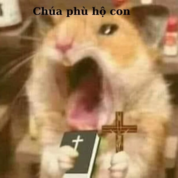 Meme bựa troll bạn bè