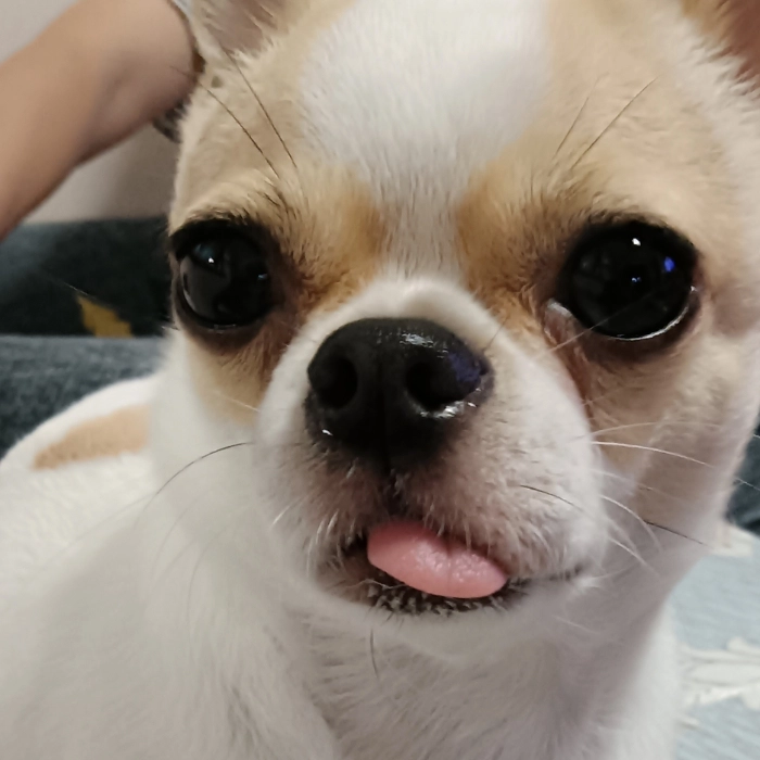 Meme chó Chihuahua cực mặn