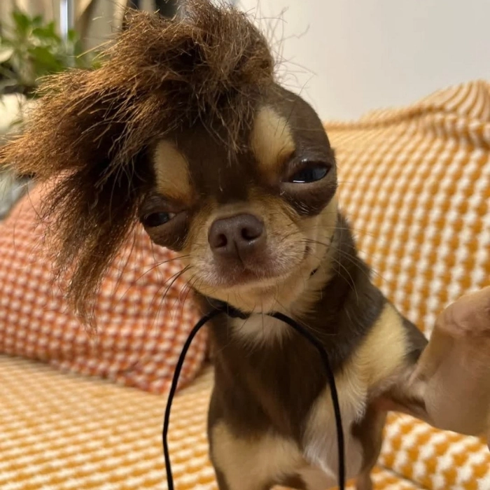 Meme chó Chihuahua đúng mood