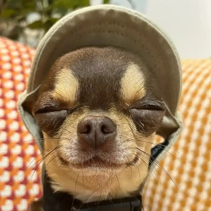 Meme chó Chihuahua phá đảo MXH