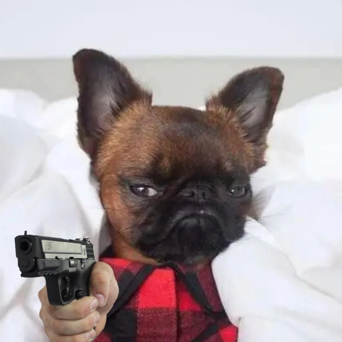 Meme chó Chihuahua phản ứng gắt