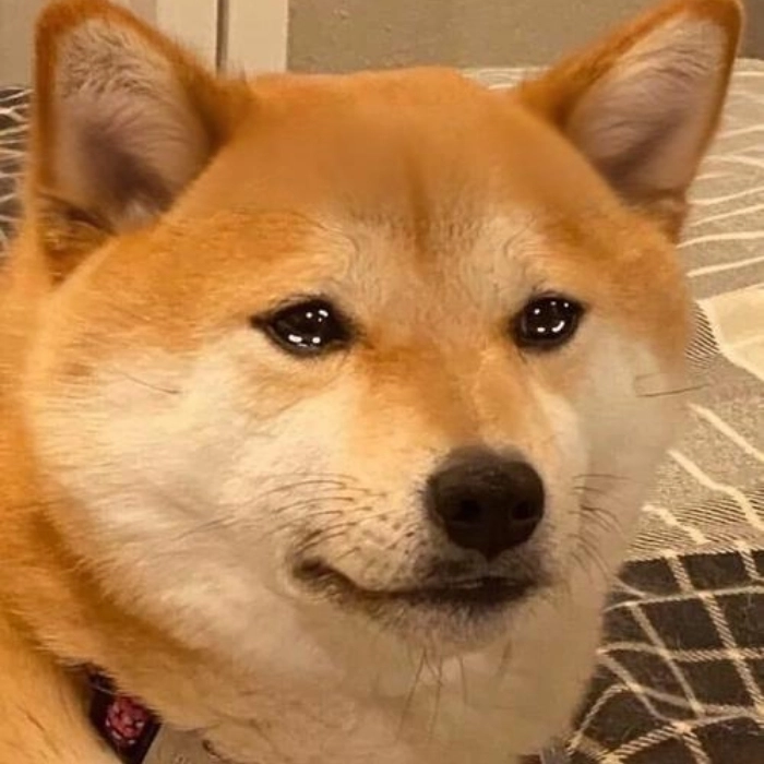 Meme chó bị bắt quả tang