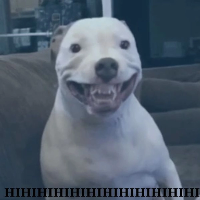 Meme chó cười bất chấp