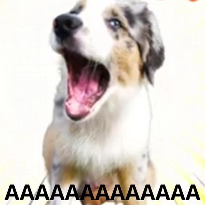 Meme chó cười meme