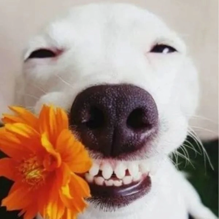 Meme chó cười nhe răng siêu lố