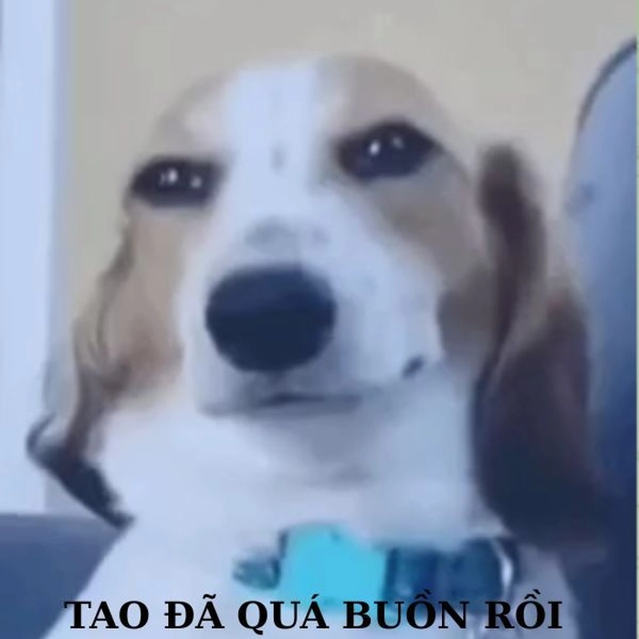 Meme chó cười siêu đểu