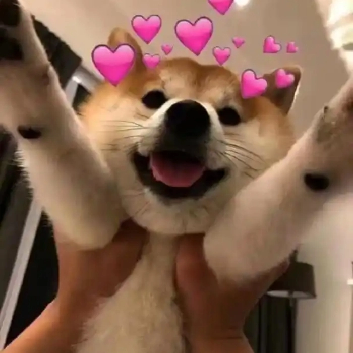 Meme chó fake cười