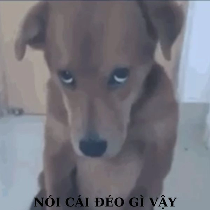 Meme chó phản ứng siêu hài