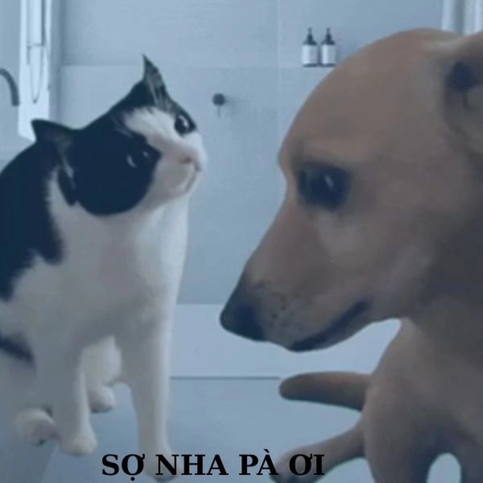 Meme con chó biểu cảm bá đạo